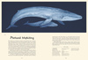 Oceanarium