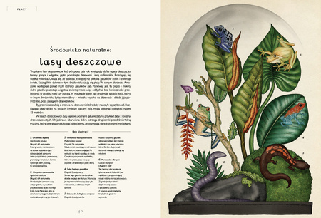 Animalium