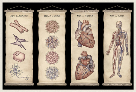 Anatomicum