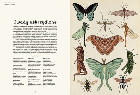 Animalium