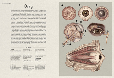 Anatomicum