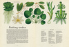 Botanicum