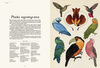 Animalium