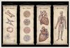 Anatomicum
