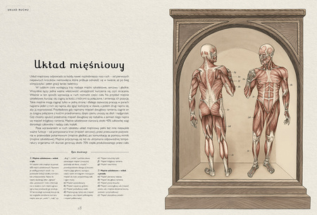 Anatomicum